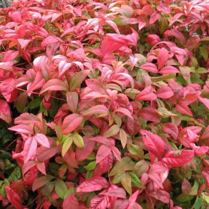 Nandina domestica  'gulf stream' - Bambus sfant [1]