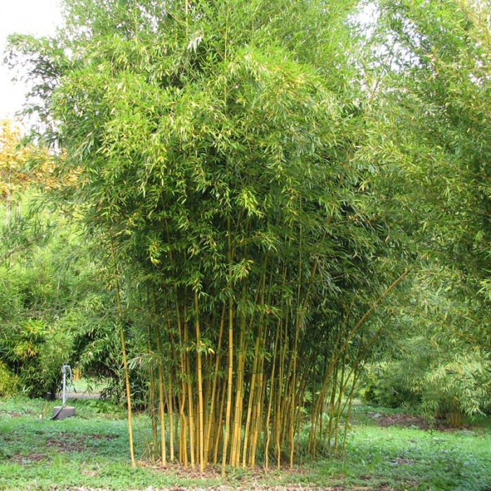 Bambusa aurosulcata 'Spectabilis'  - Bambus de grădină auriu [2]