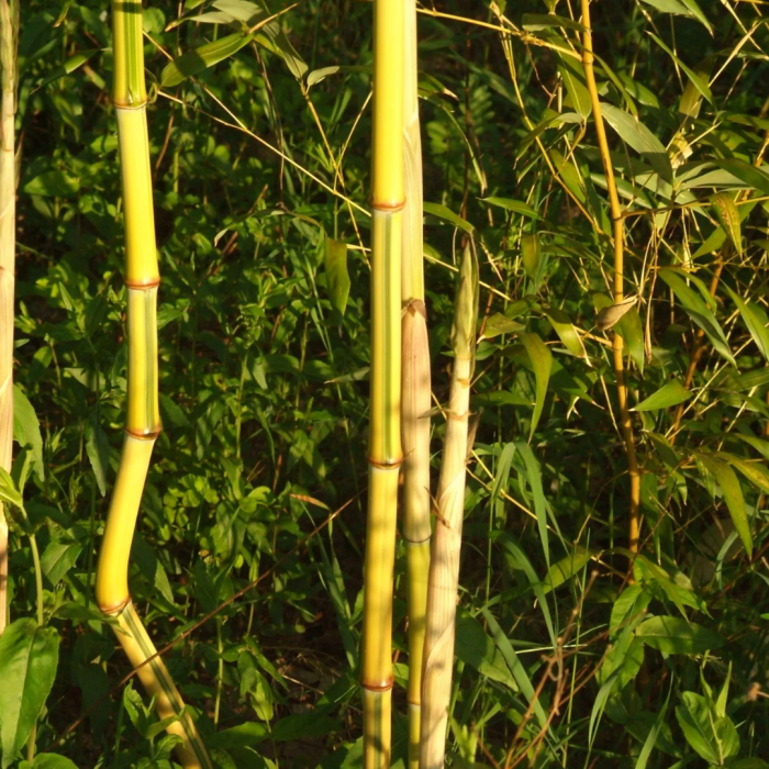 Bambusa aurosulcata 'Spectabilis'  - Bambus de grădină auriu [3]