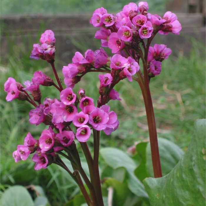 Bergenia mix - Bergenia / Plantă de piele de elefant [1]