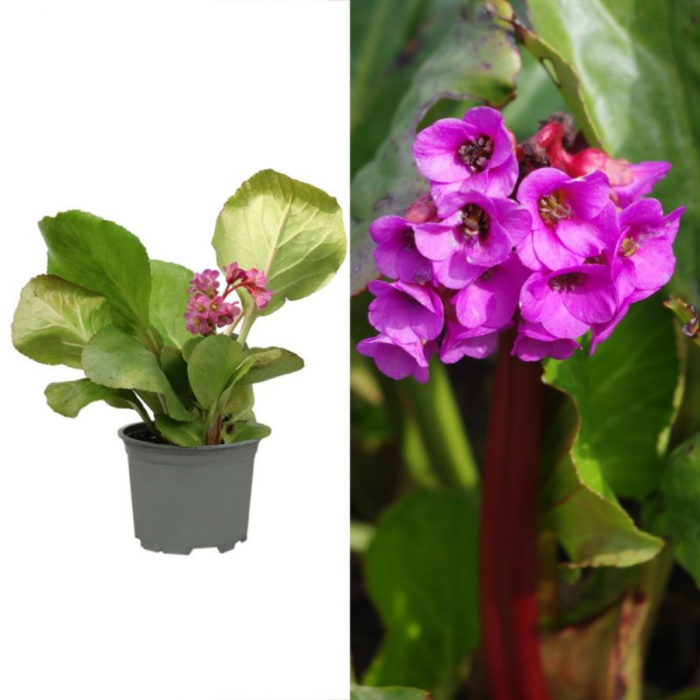 Bergenia mix - Bergenia / Plantă de piele de elefant [3]
