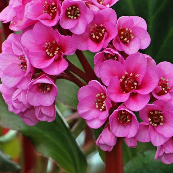 Bergenia mix - Bergenia / Plantă de piele de elefant [2]
