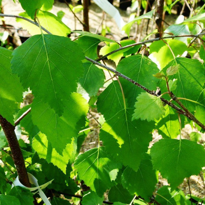 Betula alba pendula - Mesteacăn pendular alb multitrunchi [1]