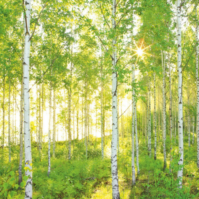 Betula alba pendula - Mesteacăn pendular alb multitrunchi [2]
