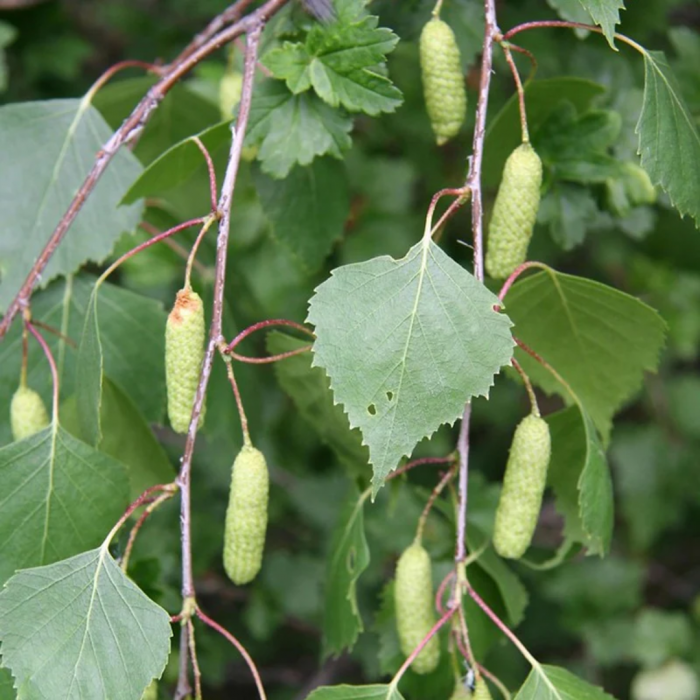 Betula alba pendula - Mesteacăn pendular alb multitrunchi [3]