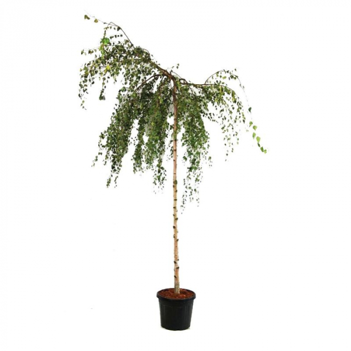 Betula alba 'Youngii'  ramificato - Mestecăn curgător ramificat [3]