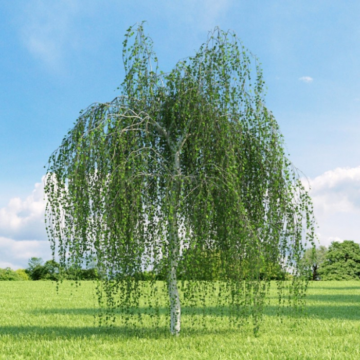 Betula alba 'Youngii'  ramificato - Mestecăn curgător ramificat [2]