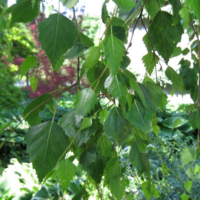 Betula alba 'Youngii'  ramificato - Mestecăn curgător ramificat [1]