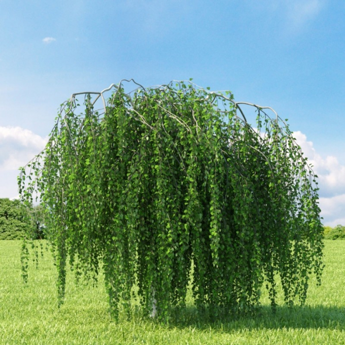 Betula alba 'Youngii' (Pendula) - Mesteacăn curgător - altoit pe trunchi [2]