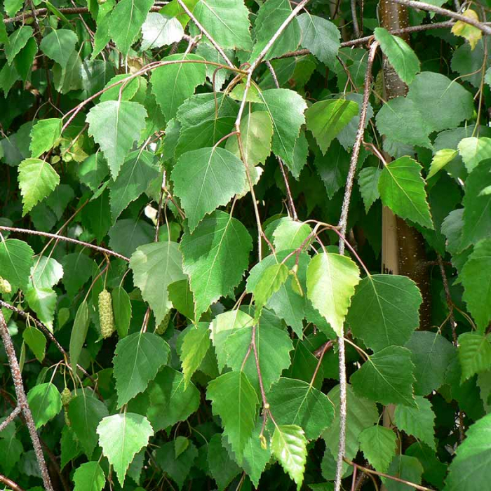 Betula utilis - Mesteacăn de Himalaya [3]