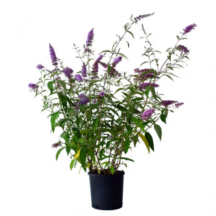 Buddleja davidii  - Liliac de vară [3]
