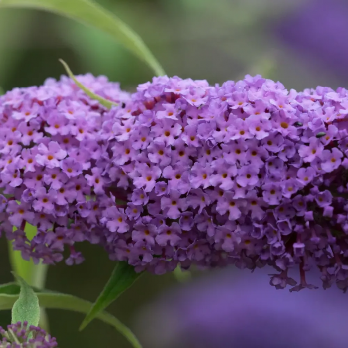 Buddleja davidii  - Liliac de vară [2]
