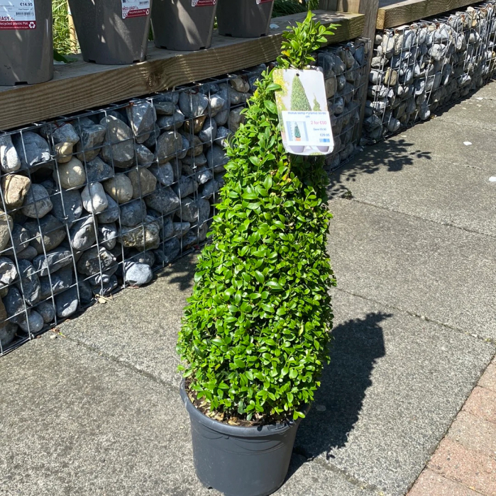 Buxus microphylla 'Faulkner' cono - Buxus (Cimișir) tip con cu frunze mici [2]