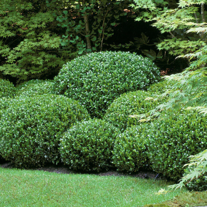 Buxus microphylla 'Faulkner' palla - Buxus (Cimișir) tip globular cu frunze mici [3]