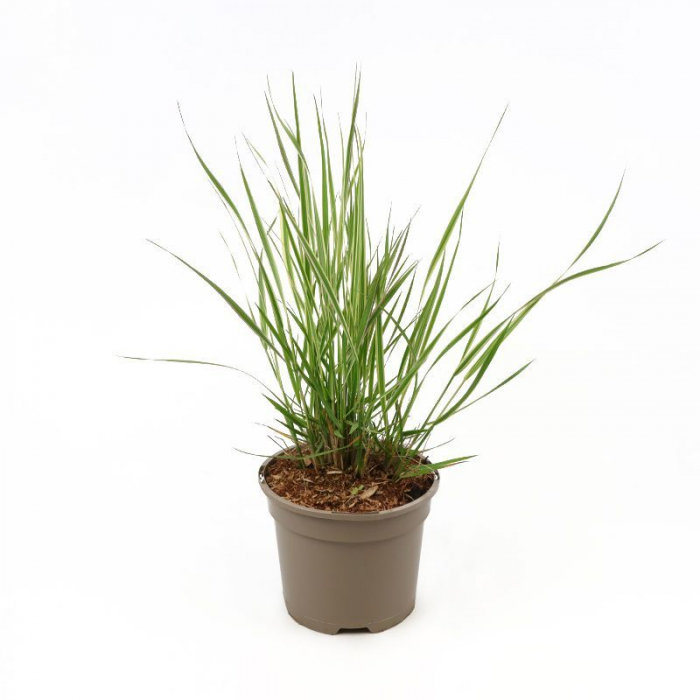 Calamagrostis x acutiflora 'Overdam' -   Iarbă decorativă [3]