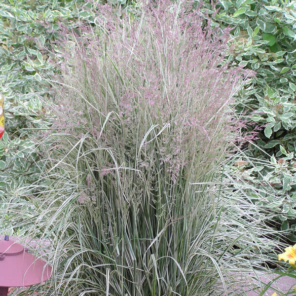 Calamagrostis x acutiflora 'Overdam' -   Iarbă decorativă [2]