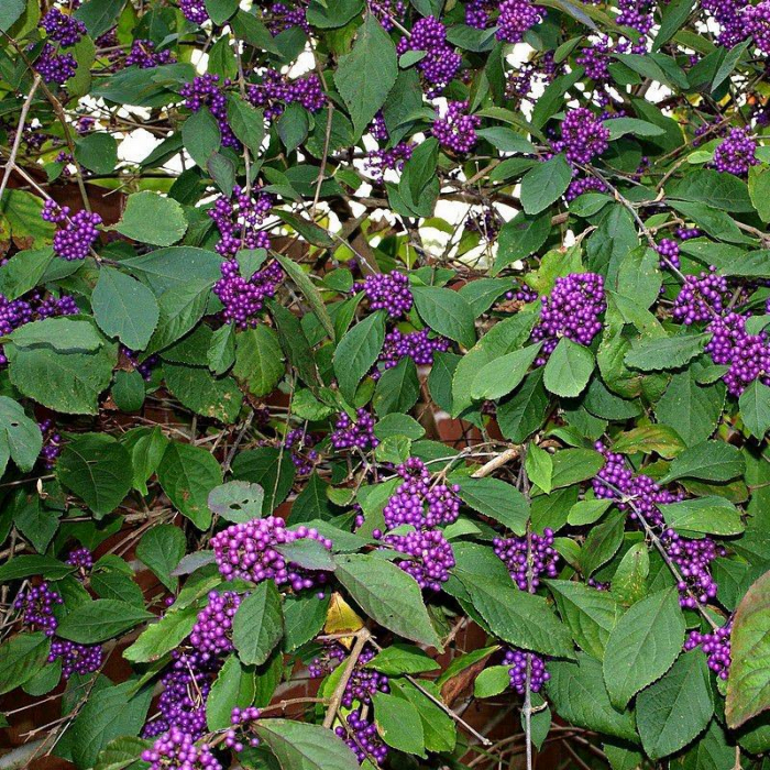 Callicarpa bodinieri   - Arbustul perlelor de Crăciun [2]