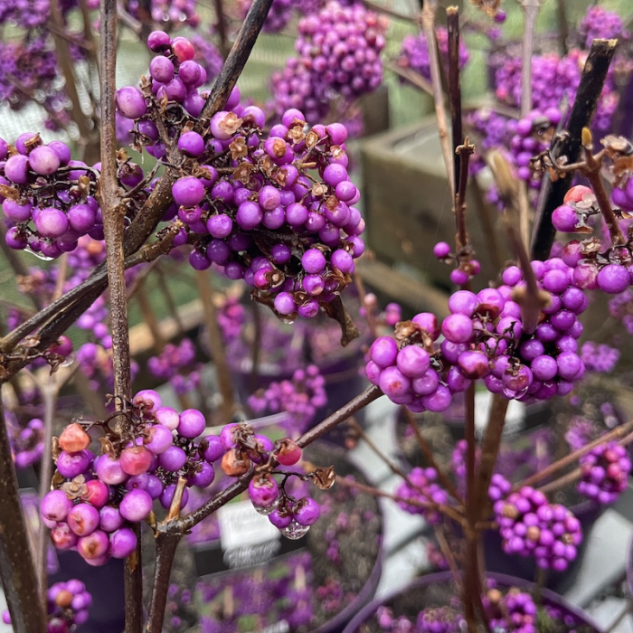 Callicarpa bodinieri   - Arbustul perlelor de Crăciun [1]