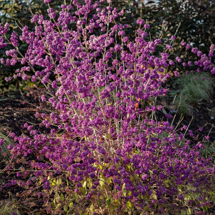 Callicarpa bodinieri   - Arbustul perlelor de Crăciun [3]