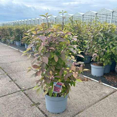 Callicarpa bodinieri   - Arbustul perlelor de Crăciun [4]