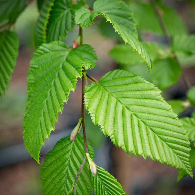 Carpinus betulus 'Fastigiata' alto fusto - Carpen columnar pe tulpină înaltă [2]