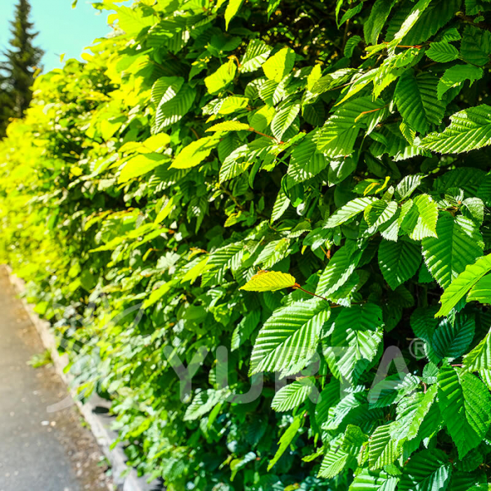 Carpinus betulus - Carpen [1]