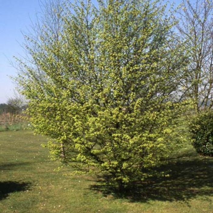 Carpinus betulus - Carpen [3]