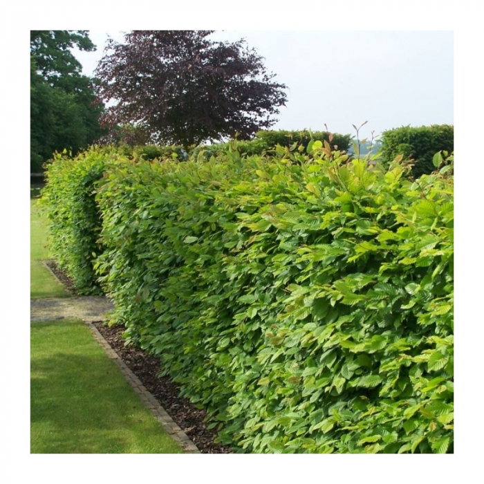 Carpinus betulus - Carpen [2]