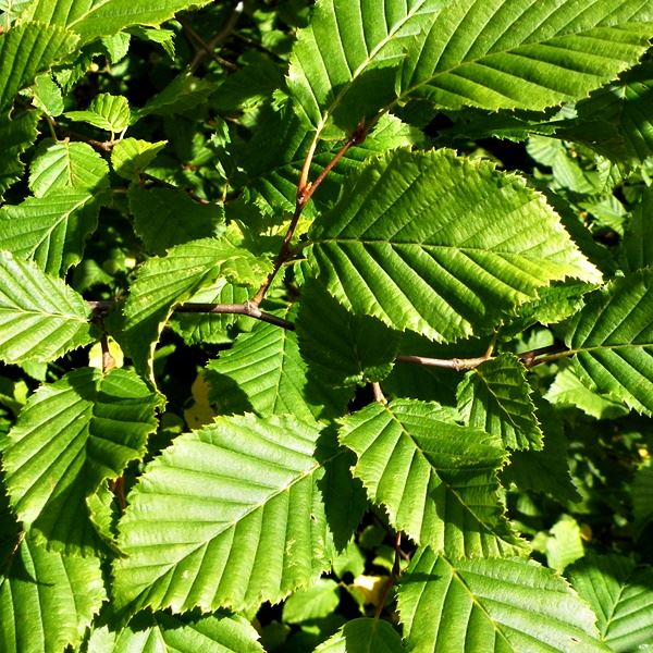Carpinus betulus paralellepipedo - Carpen  în formă de paralelipiped [2]