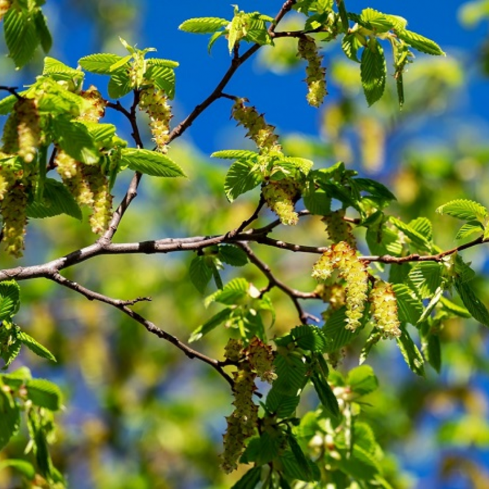 Carpinus betulus paralellepipedo - Carpen  în formă de paralelipiped [3]