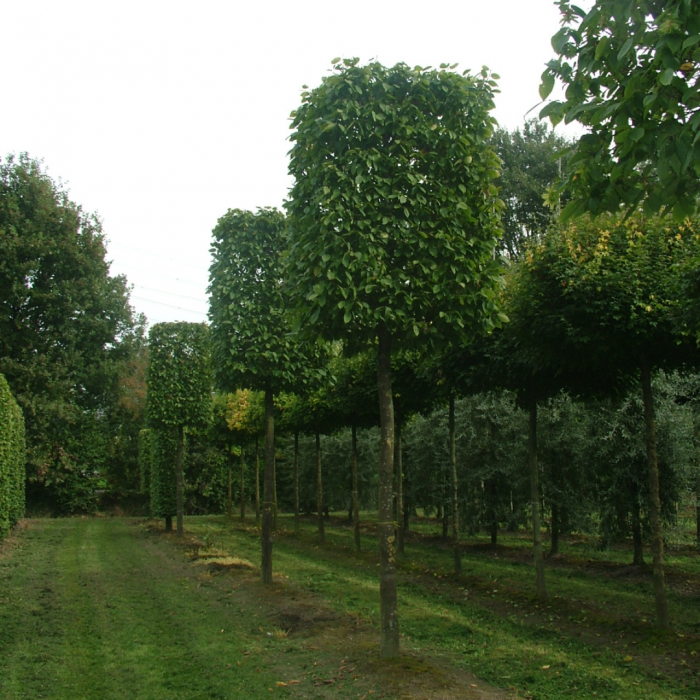 Carpinus betulus paralellepipedo - Carpen  în formă de paralelipiped [1]