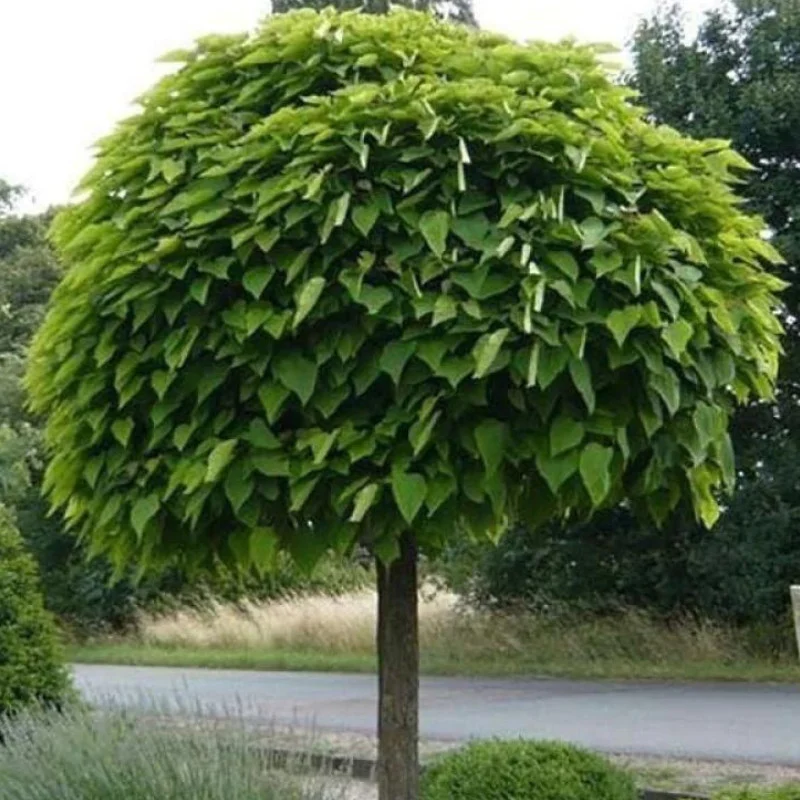Catalpa bungei (Bignonioides Nana) - Catalpa pitică - altoit pe trunchi [1]