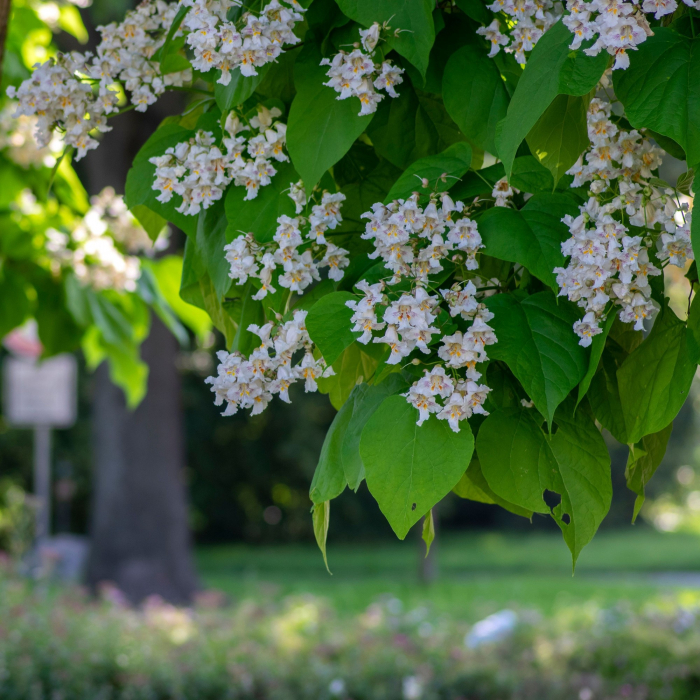 Catalpa bungei - alto fusto - Arbore trompetă altoit pe tulipnă înaltă [2]