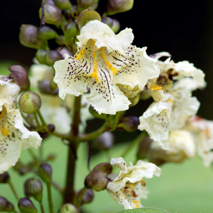 Catalpa bungei - alto fusto - Arbore trompetă altoit pe tulipnă înaltă [3]
