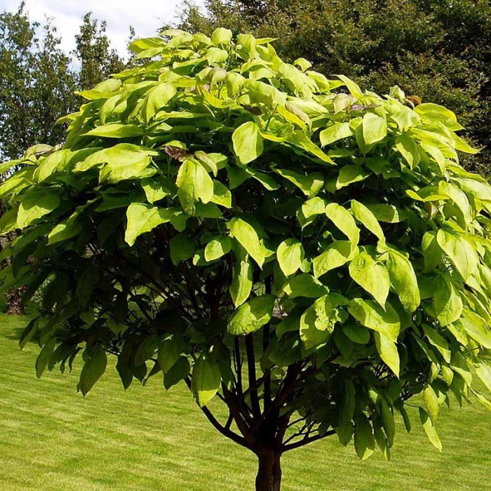 Catalpa bungei (Bignonioides Nana) - Catalpa pitică - altoit pe trunchi [3]