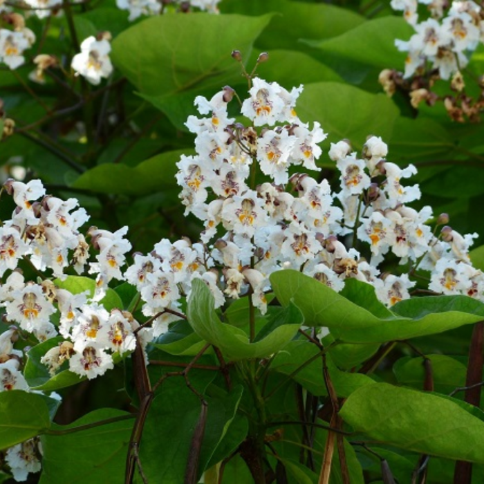 Catalpa bungei (Bignonioides Nana) - Catalpa pitică - altoit pe trunchi [2]