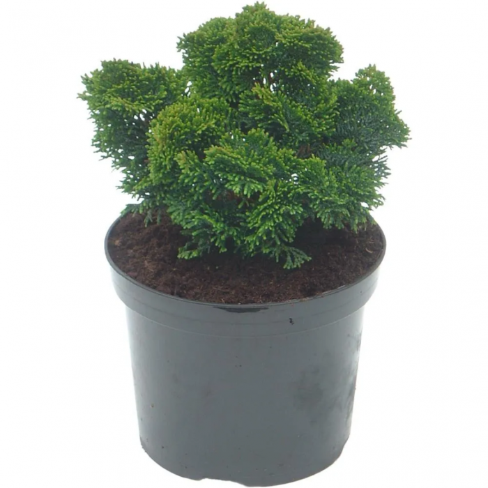 Chamaecyparis obtusa 'Nana gracilis' - Chiparos japonez pitic [3]