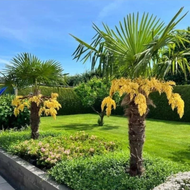 Chamaerops (trachycarpus) fortunei - Palmier chinezesc [2]