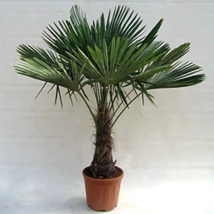 Chamaerops (trachycarpus) fortunei - Palmier chinezesc [6]