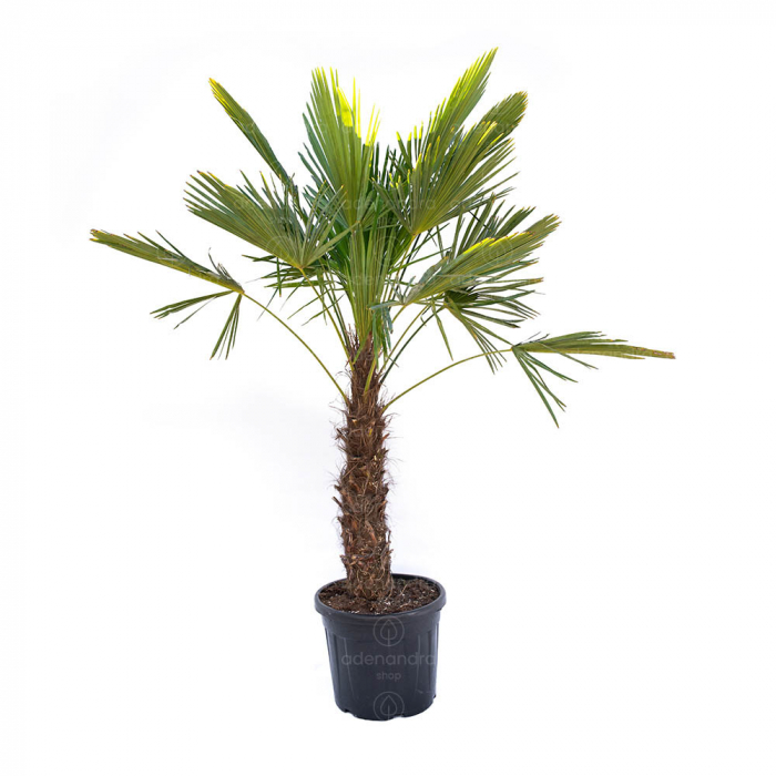 Chamaerops (trachycarpus) fortunei - Palmier chinezesc [3]
