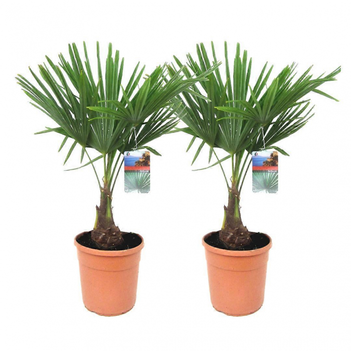 Chamaerops (trachycarpus) fortunei - Palmier chinezesc [5]
