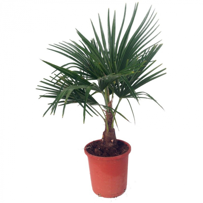 Chamaerops (trachycarpus) fortunei - Palmier chinezesc [4]