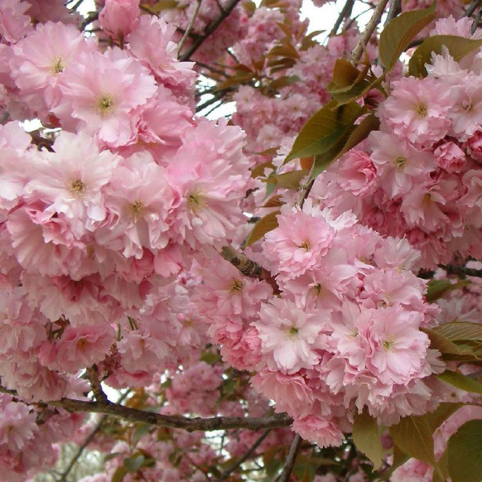 Prunus serrulata “Kanzan” alto fusto  - Cireș ornamental cu flori roz pe tulpină înaltă [2]