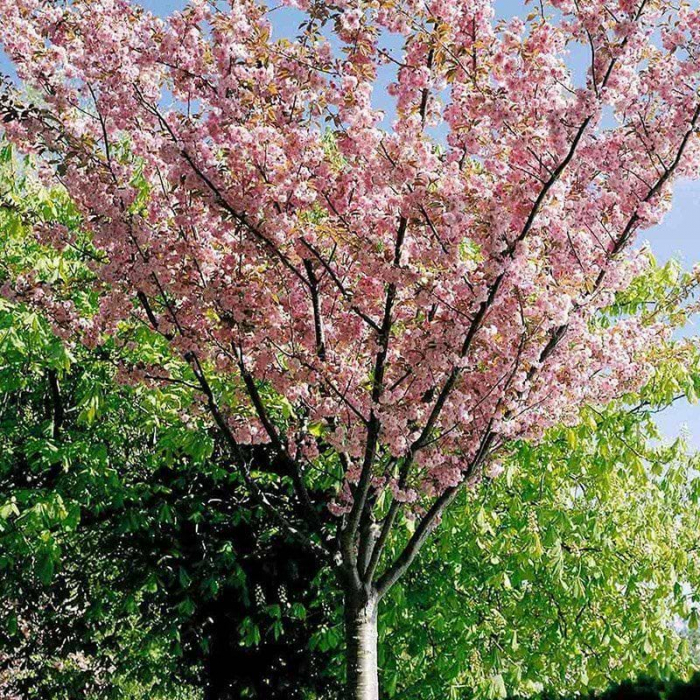 Prunus serrulata “Kanzan” alto fusto  - Cireș ornamental cu flori roz pe tulpină înaltă [3]