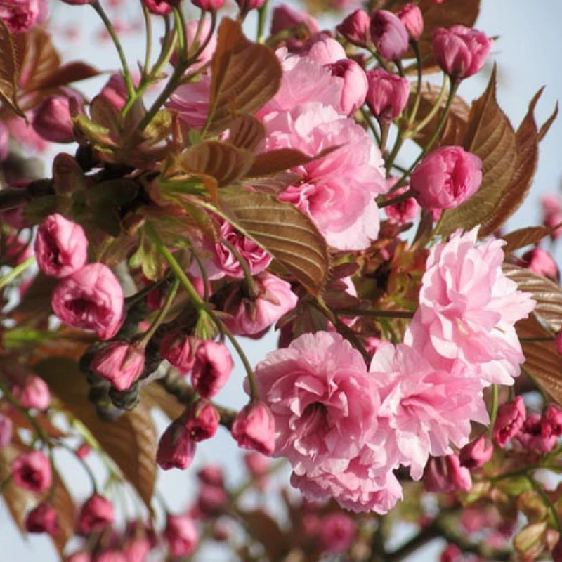 Prunus serrulata “Kanzan” alto fusto  - Cireș ornamental cu flori roz pe tulpină înaltă [1]