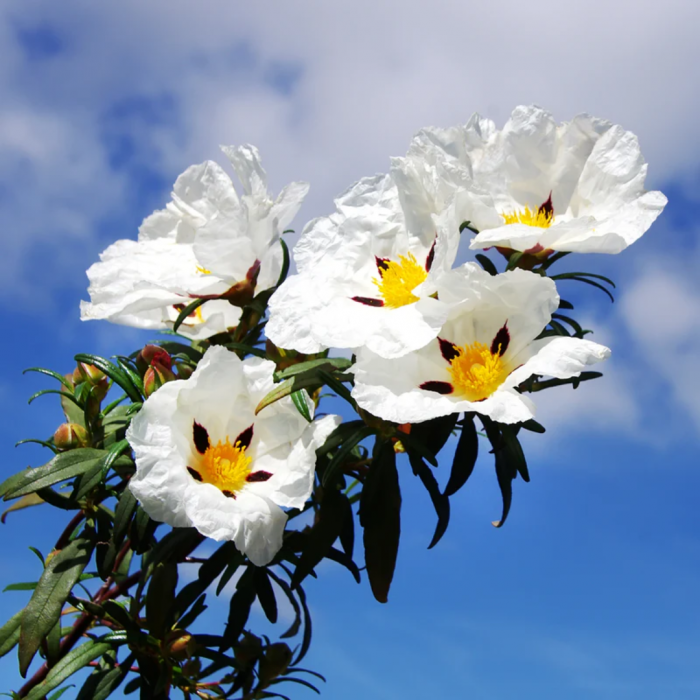 Cistus in varieta - Trandafir de stâncă [2]