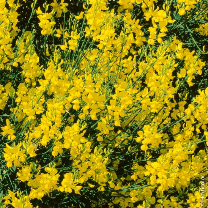 Cistus in varieta - Trandafir de stâncă [1]