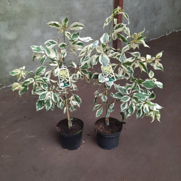 Cornus controversa - Corn alb [3]