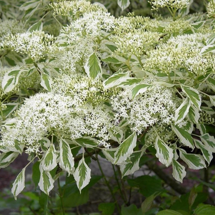 Cornus controversa - Corn alb [1]