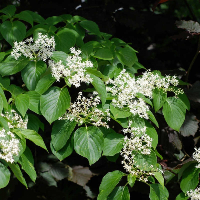 Cornus controversa - Corn alb [2]